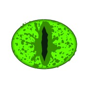 Crocs™ Jibbitz Green Animal Eye 
